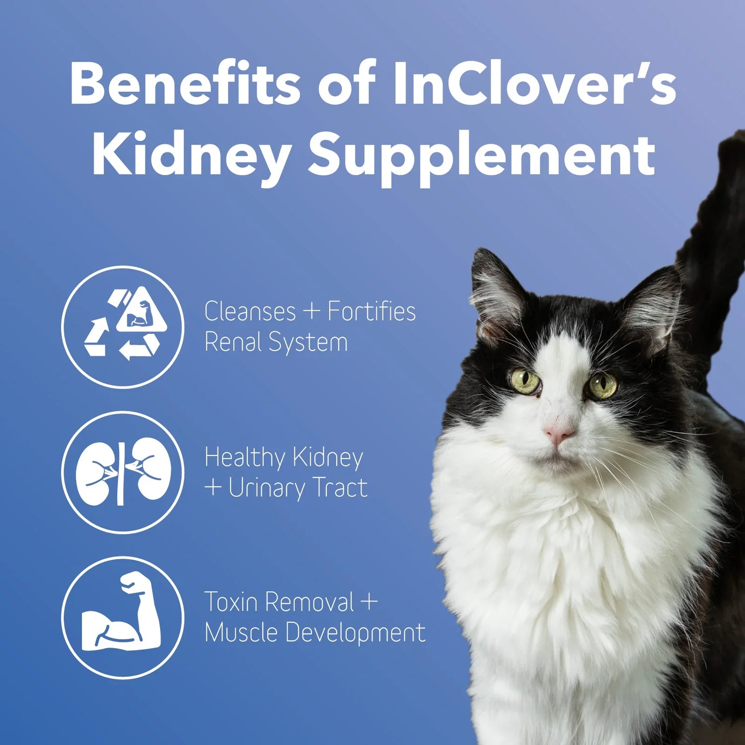 Cat Supplements