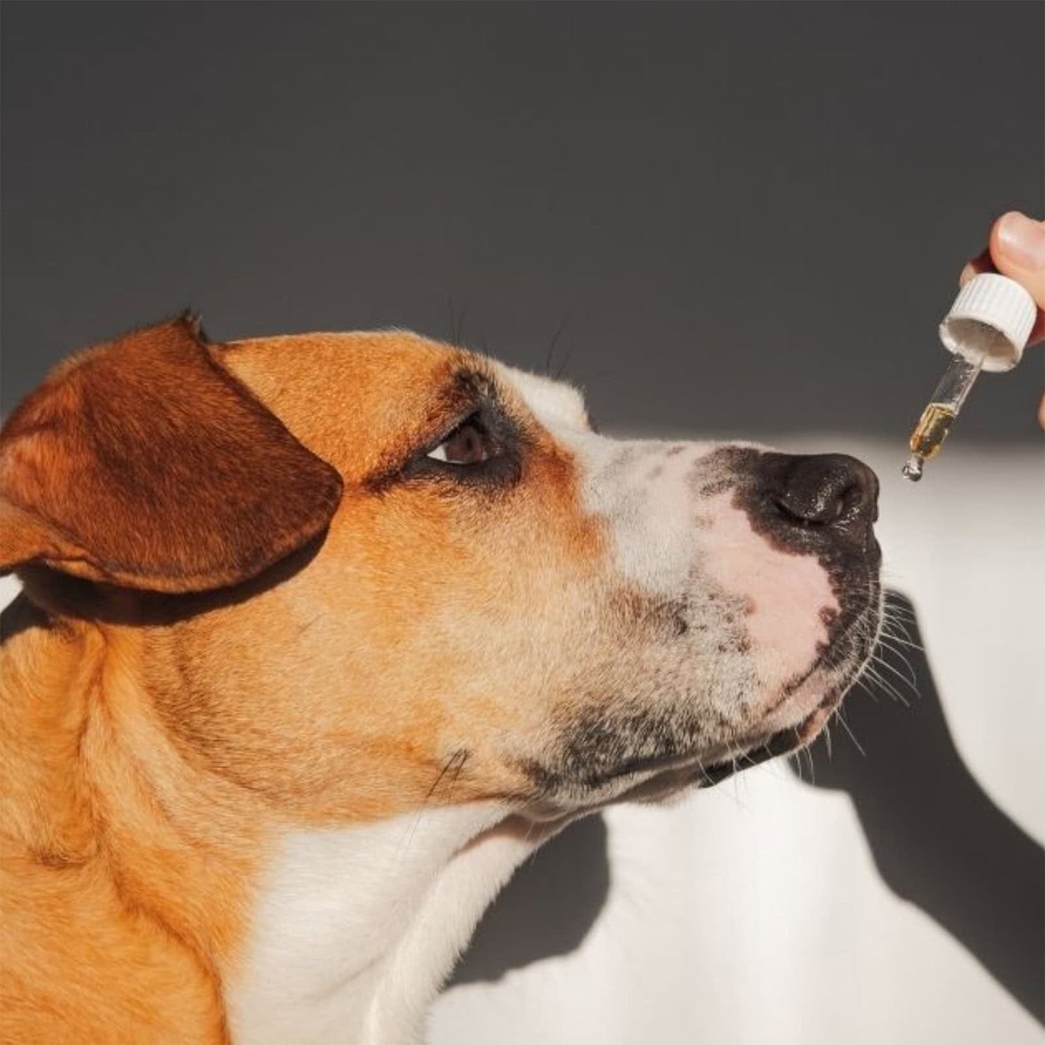 Dog Supplements