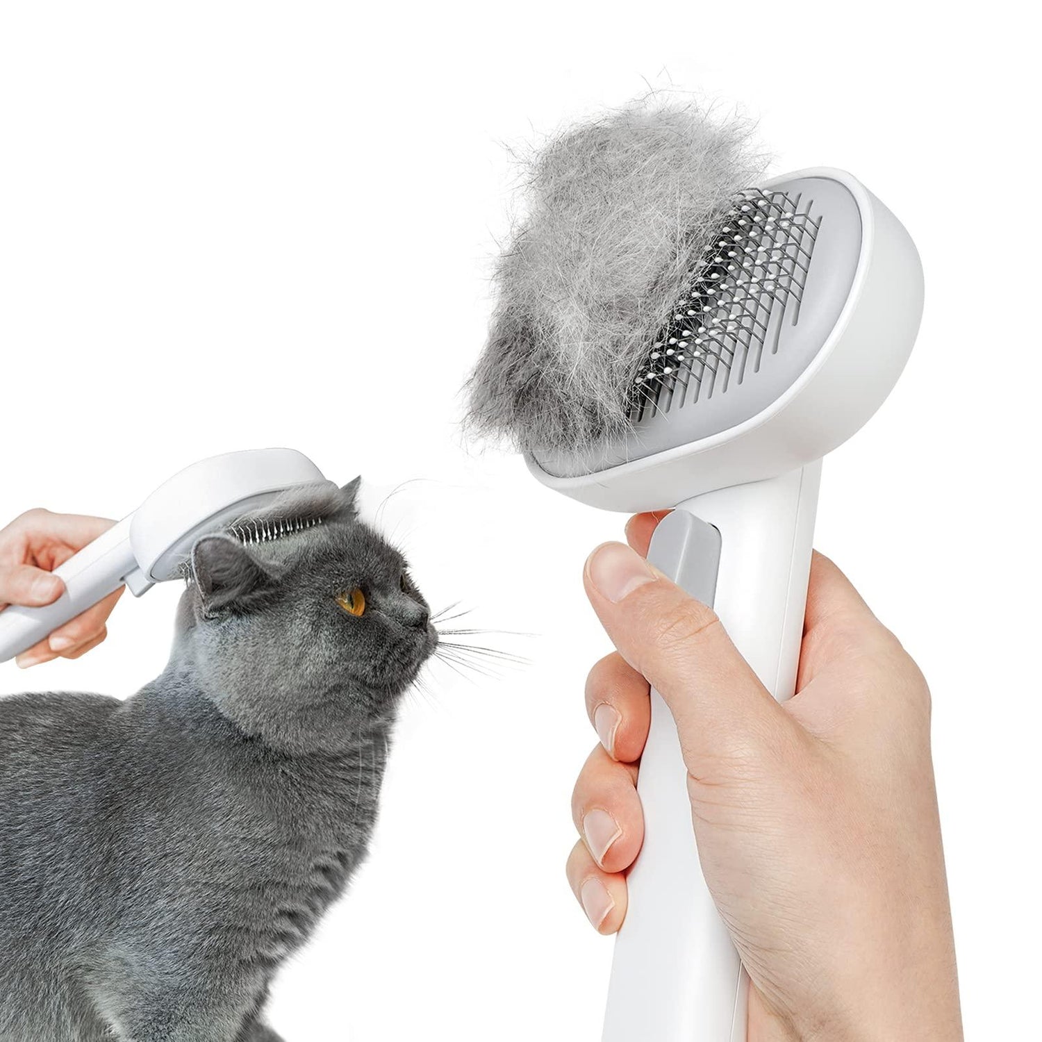 Cat Grooming