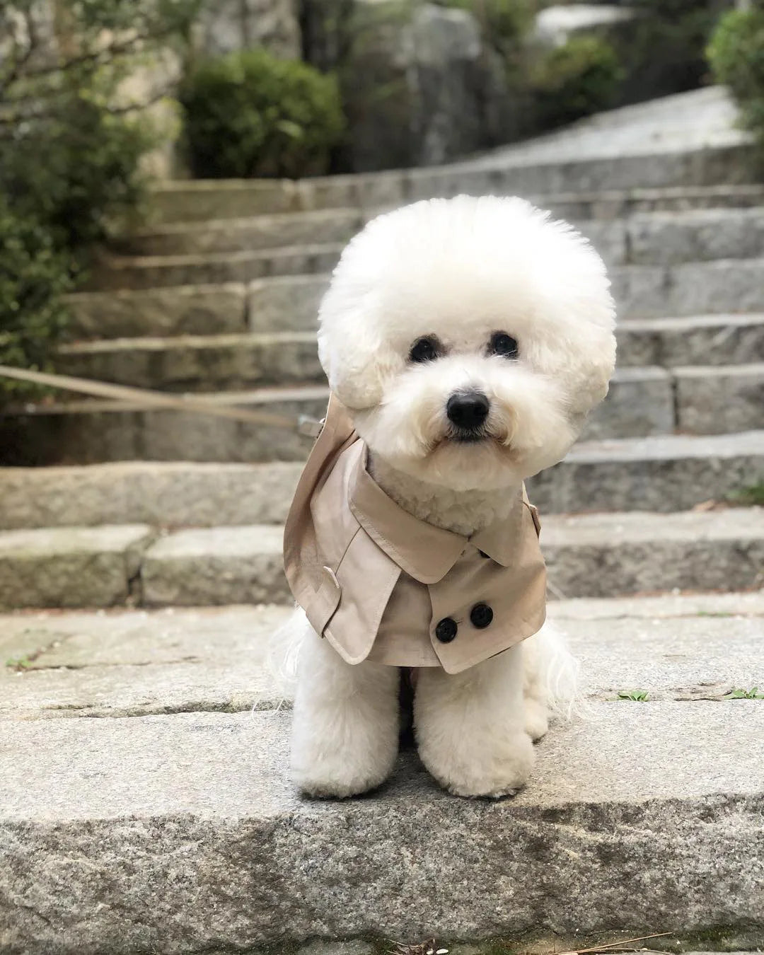Cute Saliva Towel British Style Pet Dog Bib Windbreaker Cloak Clothing Cape Pets Costume Trench Corgi French Bulldog Supplies